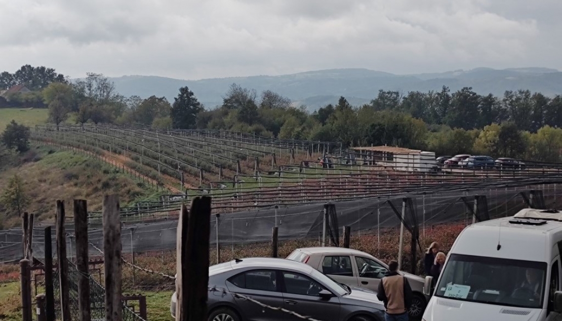 КАКО ДО НАЈКВАЛИТЕТНИЈЕ БОРОВНИЦЕ А МОЖДА И ДО НЕКИХ ДРУГИХ ВОЋКИ!?