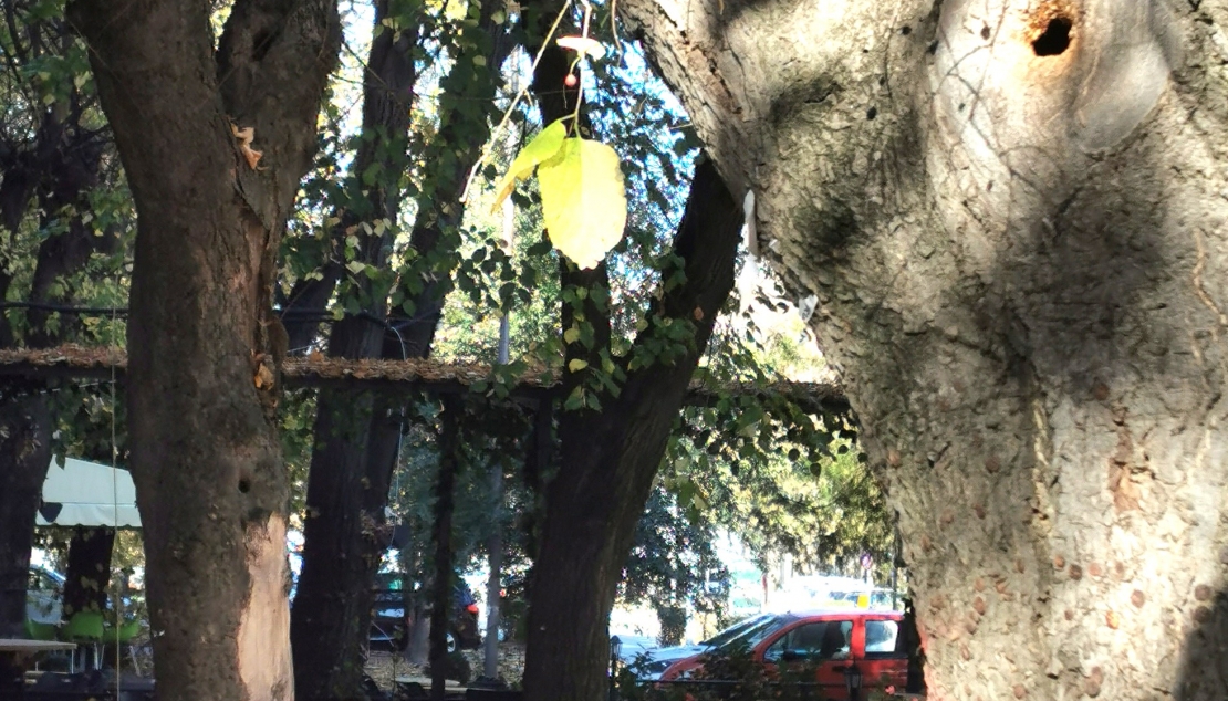 УРБАНО ЗЕЛЕНИЛО - ЗДРАВЉЕ ЗАЈЕДНИЦЕ!