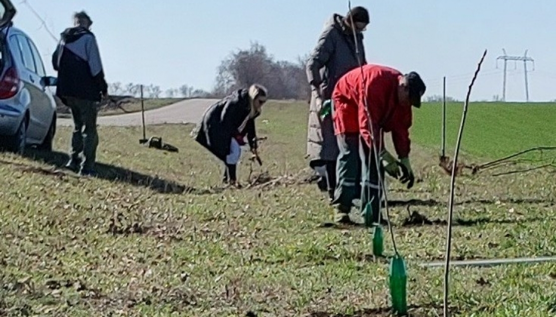 Нови дрворед за село у нестанку!
